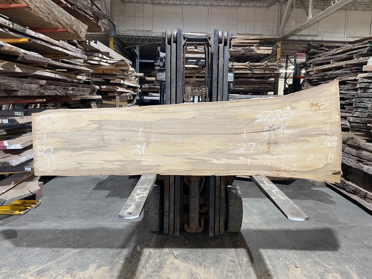 Siberian Elm (3770)  110” L x 20-33” W x 3” T