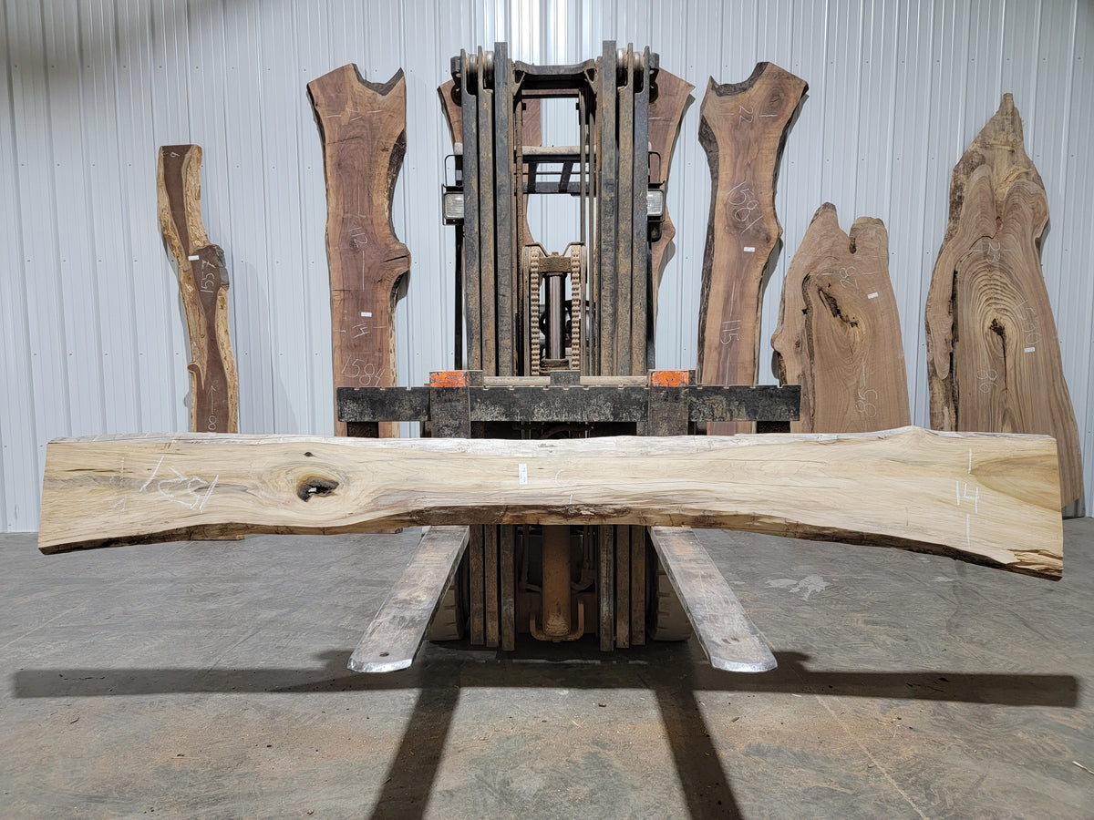 Poplar (1521) 124” L X 6-14” W X 1.5” T