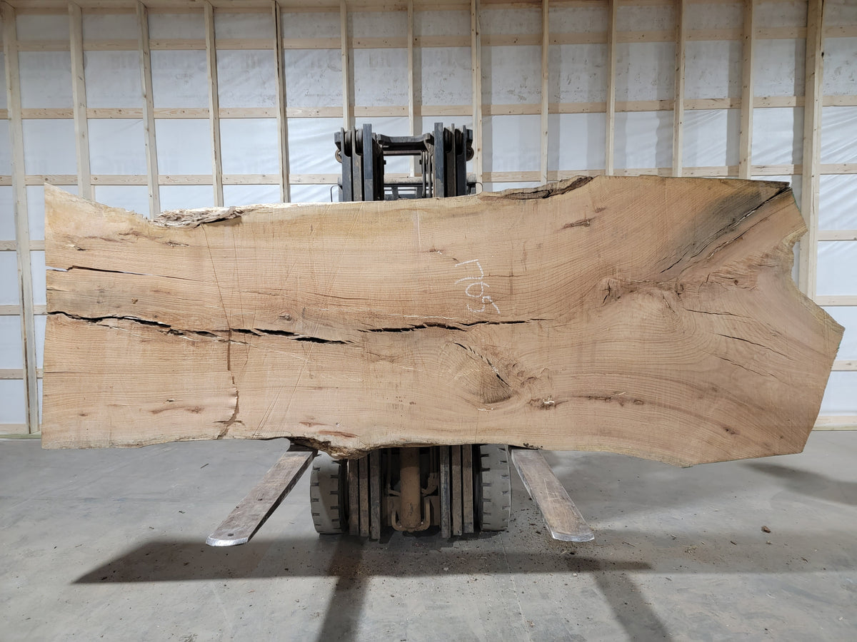 Red Oak (1705) 135” L x 40-51” W x 3” T