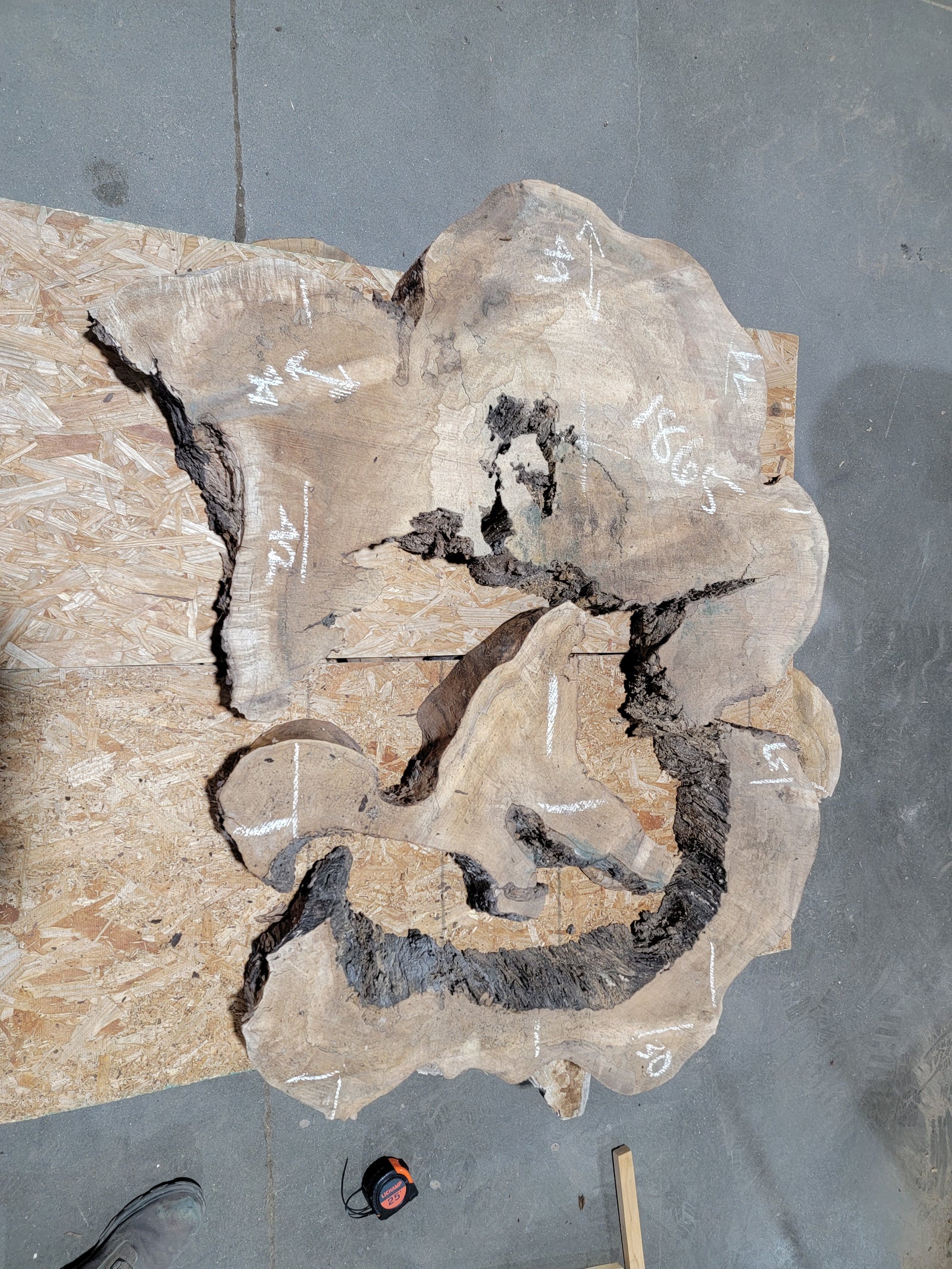 Spalted Sugar Maple Crosscut (1865)  66” L X 39-51” W X 3.5” T