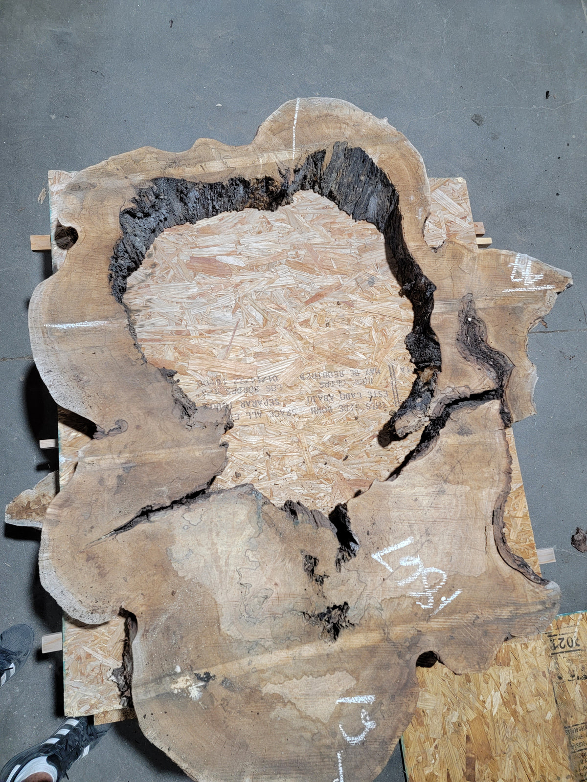 Spalted Sugar Maple Crosscut (1867)  61” L X 36-47” W X 4.75” T