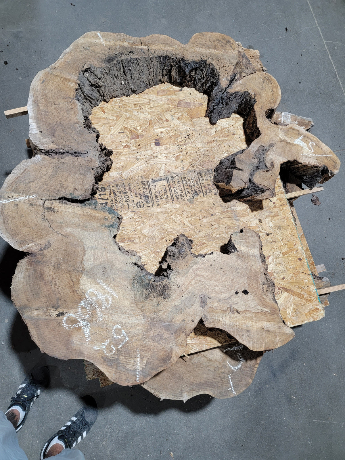 Spalted Sugar Maple Crosscut (1868)  54” L X 52” W X 4.5” T