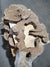 Spalted Sugar Maple Crosscut (1869)  66” L X 28-36” W X 3” T