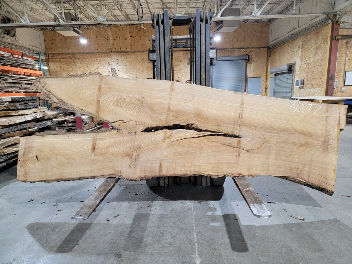 Siberian Elm (3077) 135" L x 32-44" W x 2.5" T