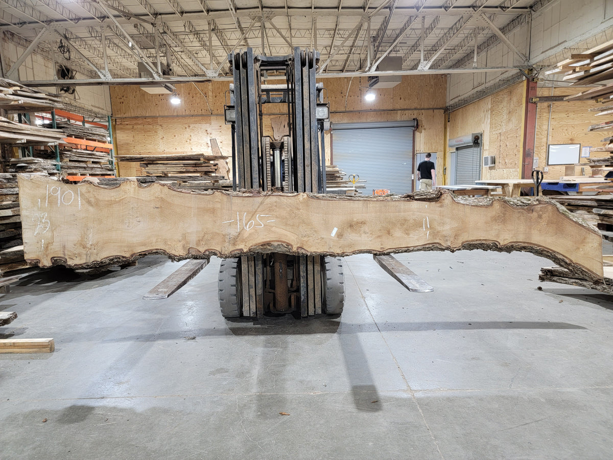 Burly American Elm (1901) 165" L x 11-23" W x 2.5" T