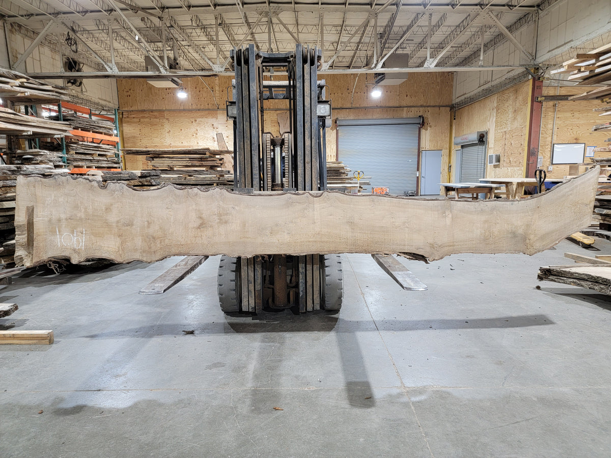 Burly American Elm (1901) 165" L x 11-23" W x 2.5" T