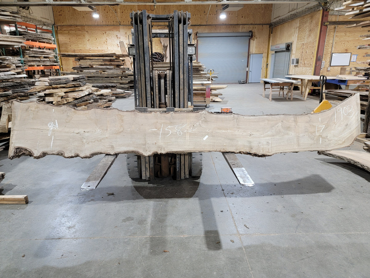 Burly American Elm (1903) 158" L x 17-21" W x 2.5" T