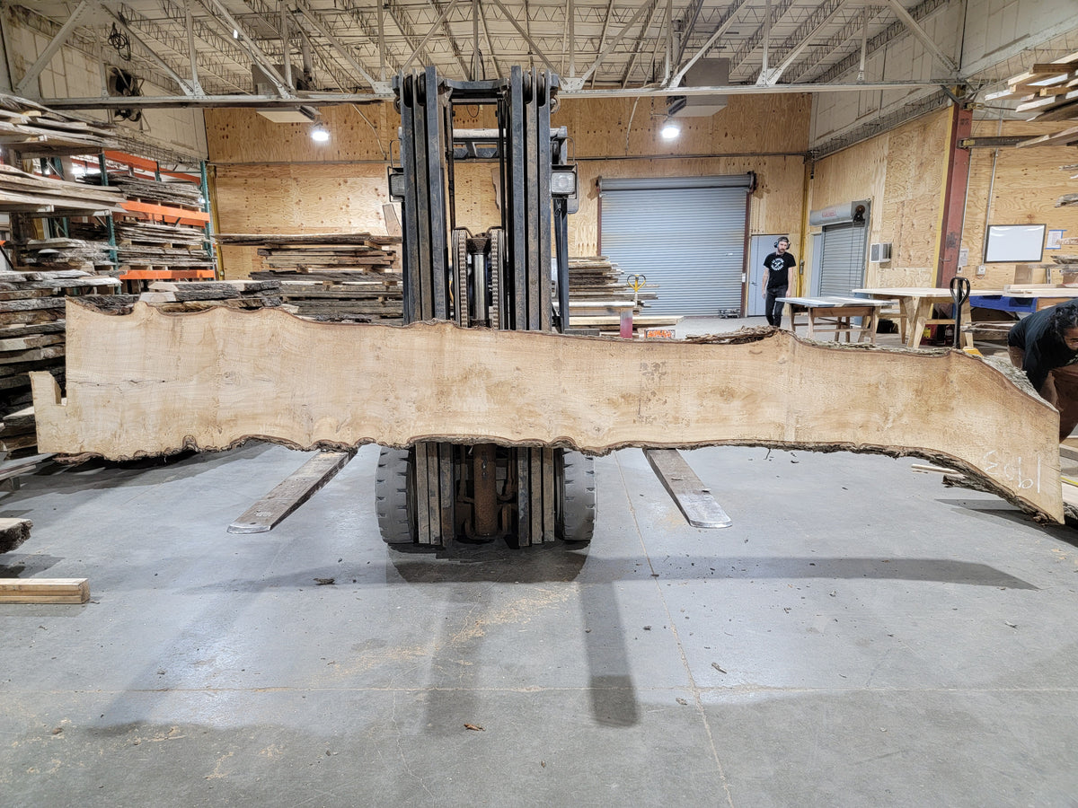 Burly American Elm (1903) 158" L x 17-21" W x 2.5" T
