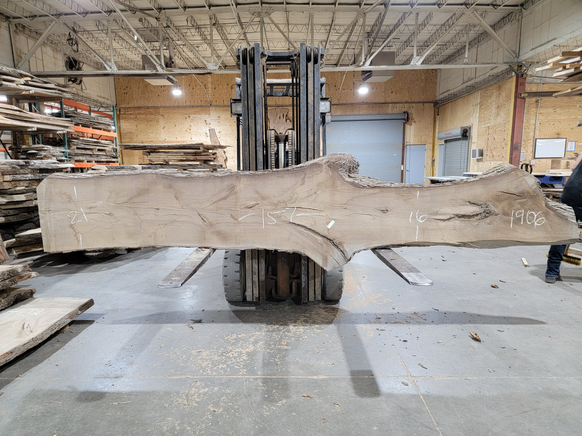 Sweet Gum (1906) 157&quot; L x 16-21&quot; W x 2.25&quot; T