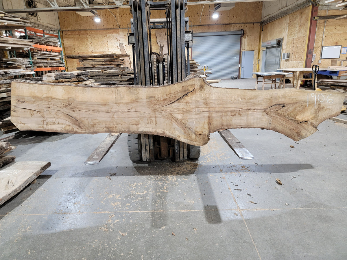 Sweet Gum (1906) 157&quot; L x 16-21&quot; W x 2.25&quot; T