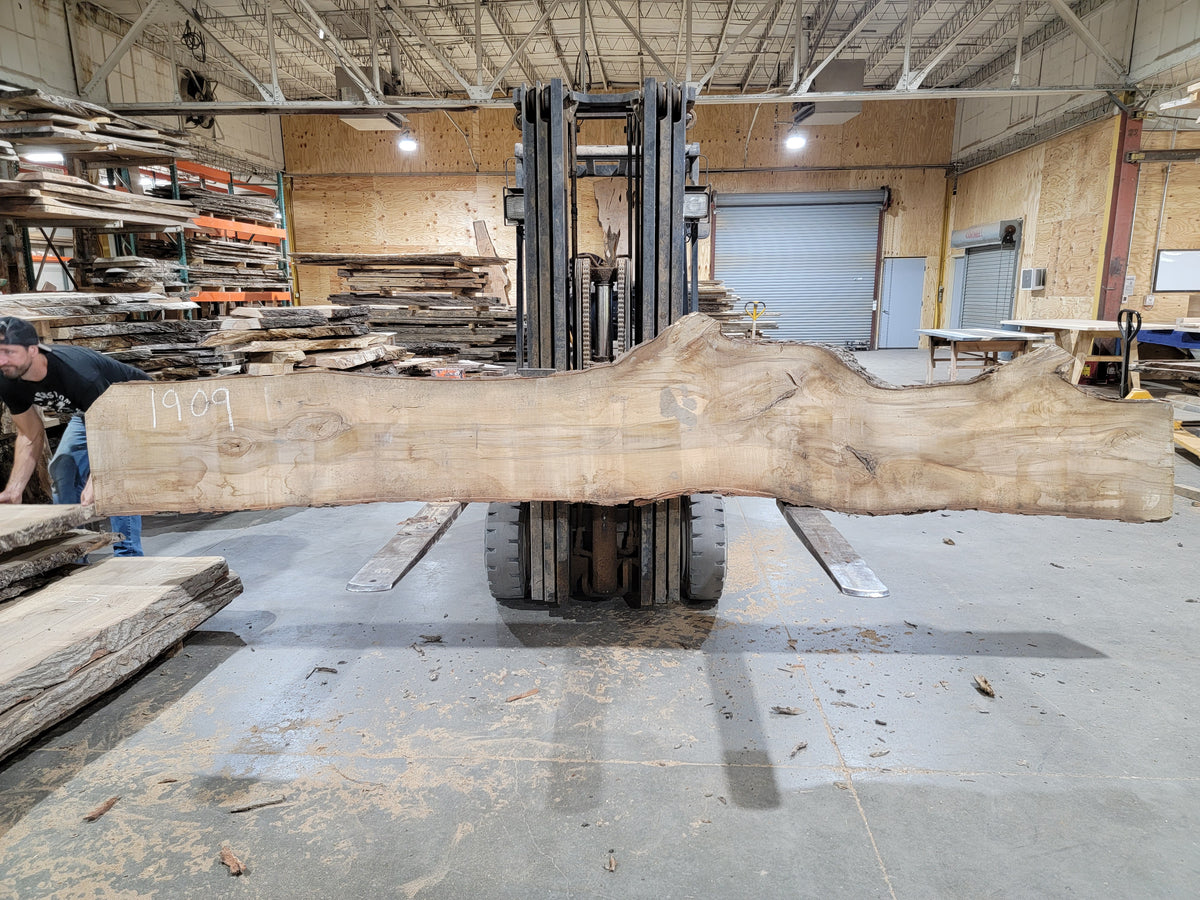 Sweet Gum (1909) 158&quot; L x 17&quot; W x 2.25&quot; T