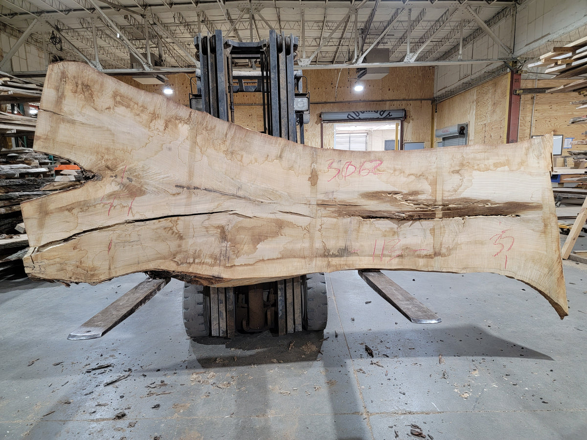 Sugar Maple (3062) 126&quot; L x 32-42&quot; W x 3&quot; T