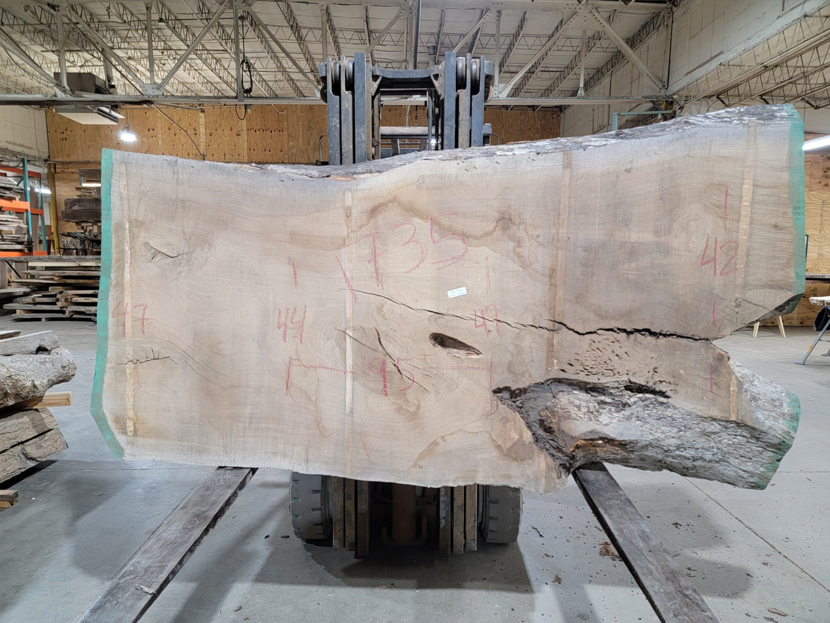 Silver Maple (1735) 94&quot; L x 33-46&quot; W x 3&quot; T