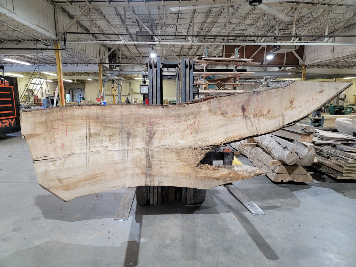 Silver Maple (1925) 138&quot; L x 22-47&quot; W x 3&quot; T