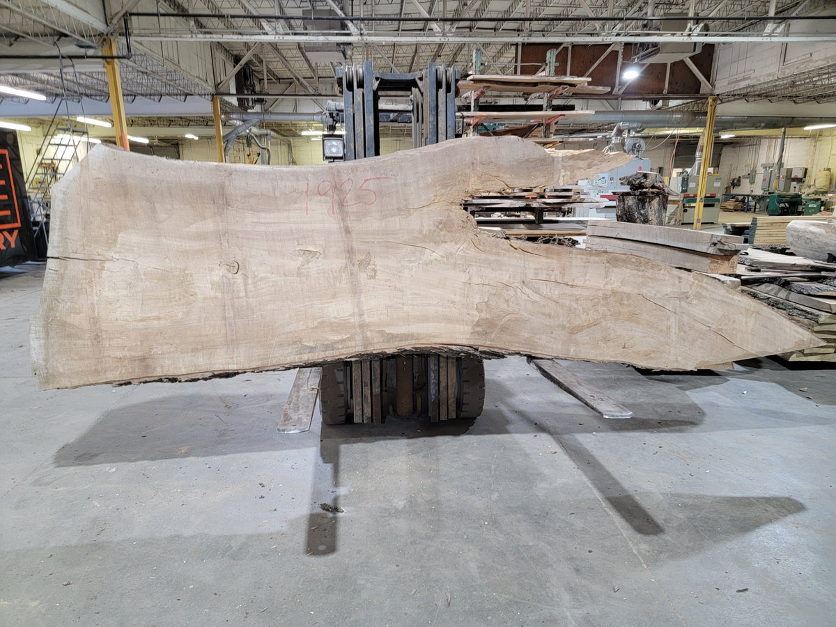 Silver Maple (1925) 138&quot; L x 22-47&quot; W x 3&quot; T