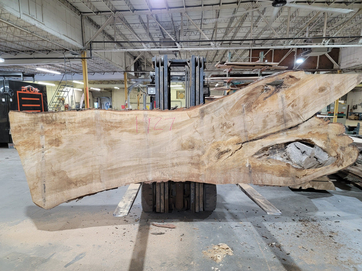 Silver Maple (1927) 136&quot; L x 24-44&quot; W x 3&quot; T