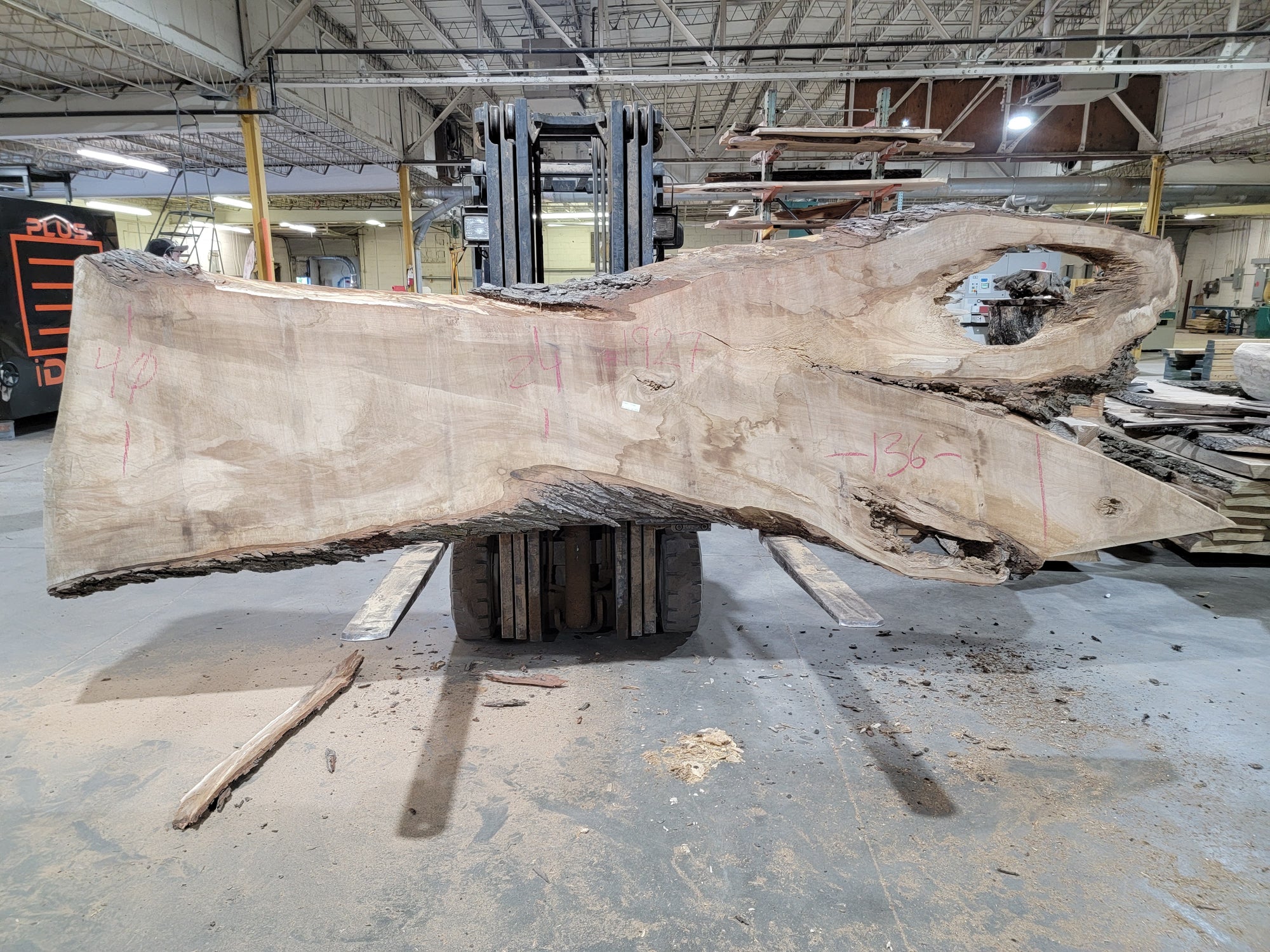 Silver Maple (1927) 136" L x 24-44" W x 3" T