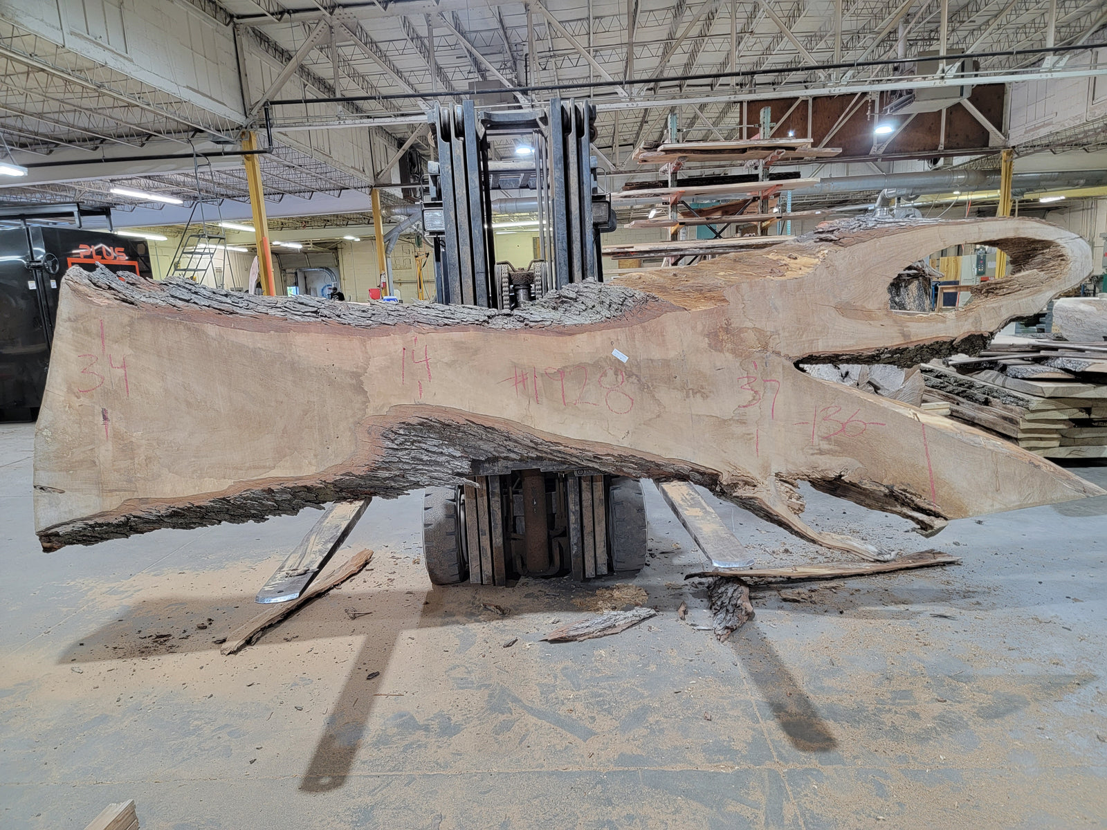 Silver Maple (1928) 136" L x 14-37" W x 3" T