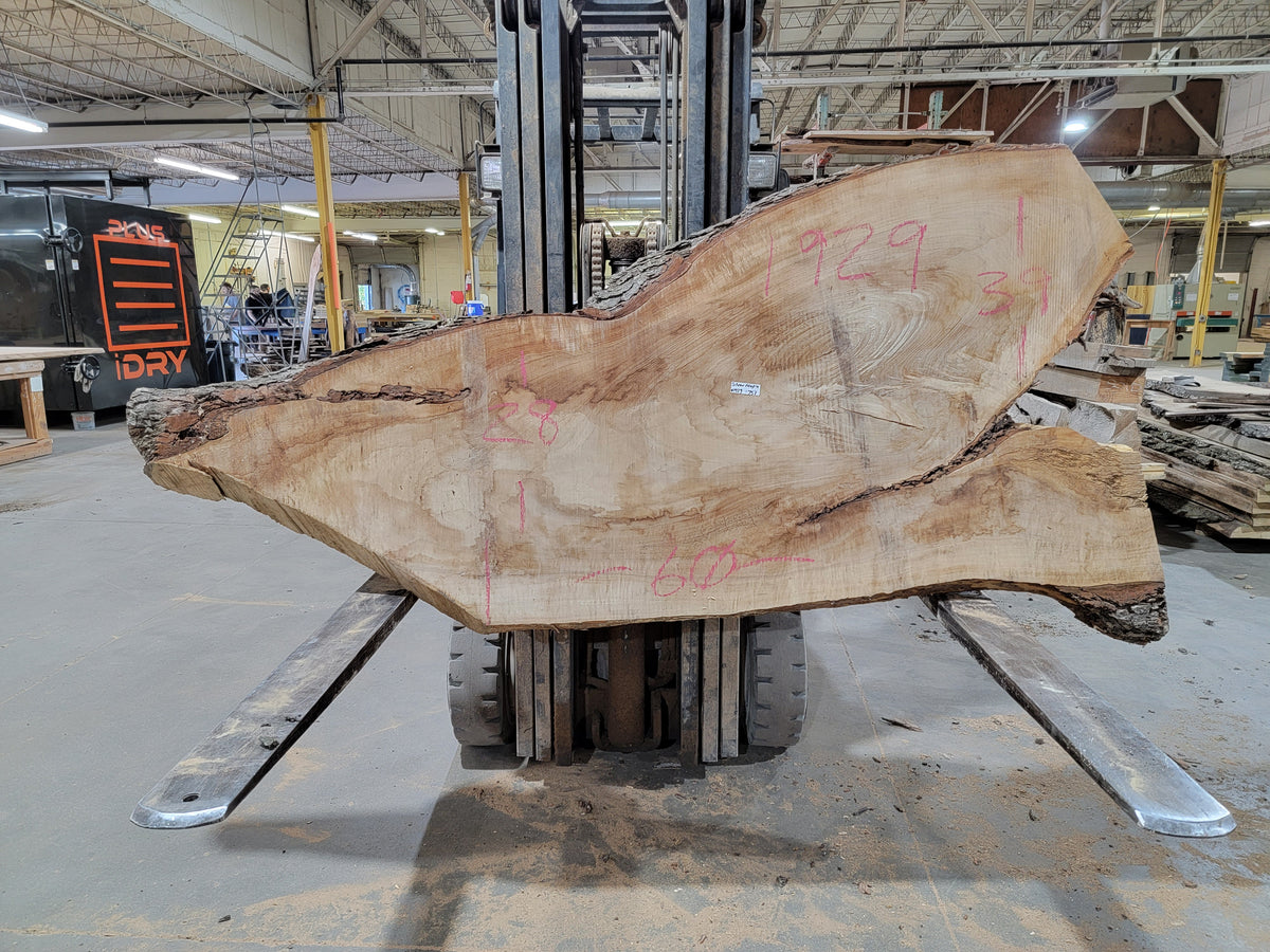 Silver Maple (1929) 60&quot; L x 28-39&quot; W x 3&quot; T