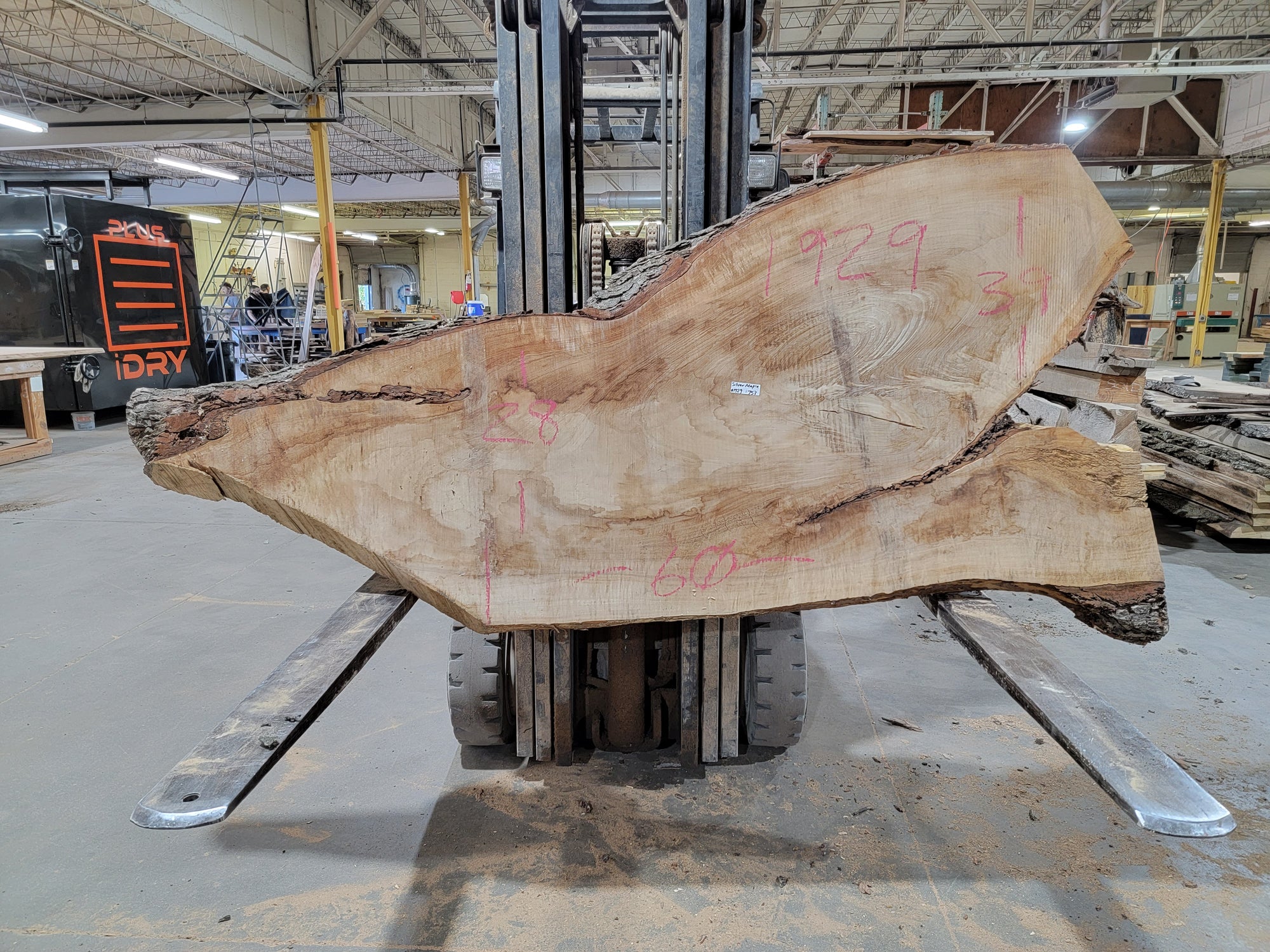 Silver Maple (1929) 60" L x 28-39" W x 3" T