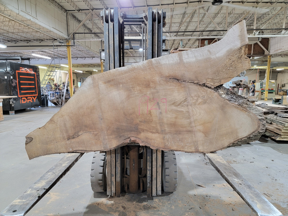 Silver Maple (1929) 60&quot; L x 28-39&quot; W x 3&quot; T