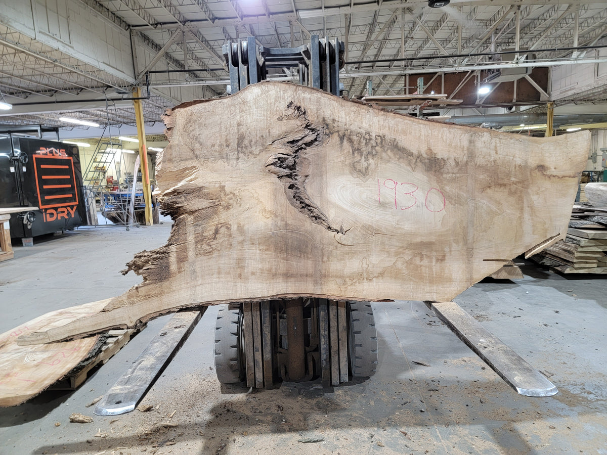 Silver Maple (1930) 60&quot; L x 38-45&quot; W x 3&quot; T