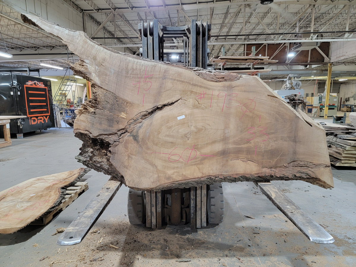 Silver Maple (1930) 60&quot; L x 38-45&quot; W x 3&quot; T