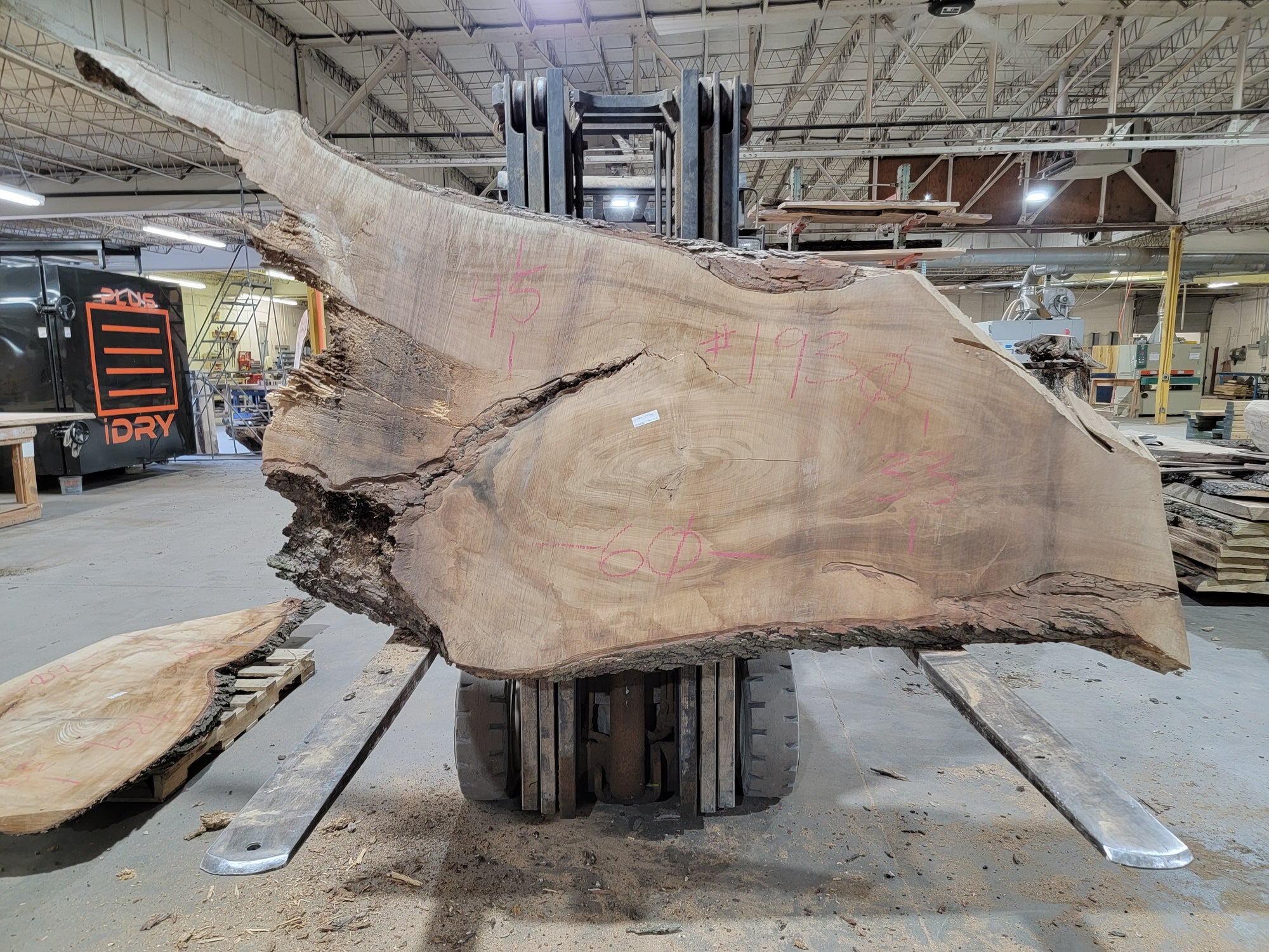 Silver Maple (1930) 60" L x 38-45" W x 3" T
