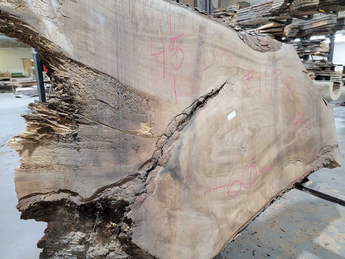 Silver Maple (1930) 60&quot; L x 38-45&quot; W x 3&quot; T