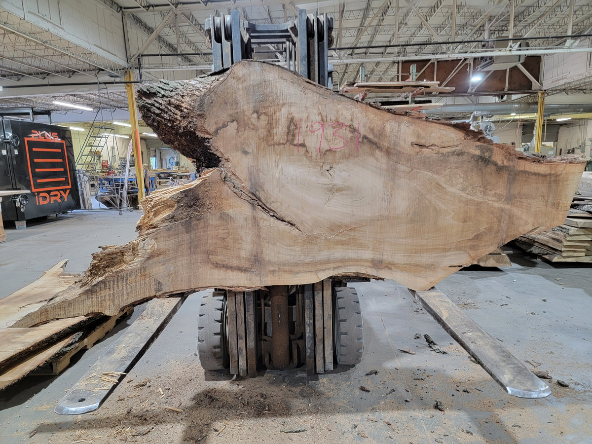 Silver Maple (1931) 60&quot; L x 29-41&quot; W x 3.75&quot; T