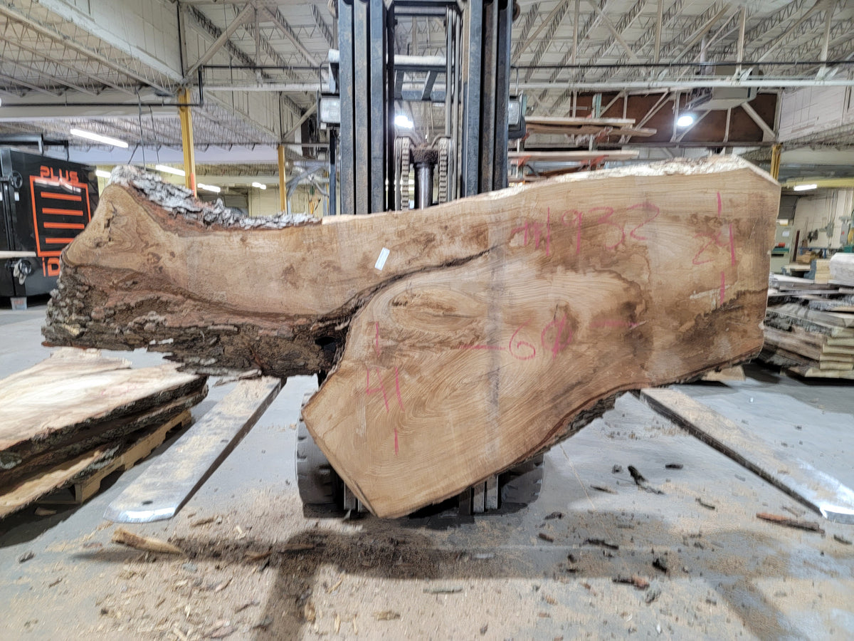 Silver Maple (1932) 60&quot; L x 24-41&quot; W x 3&quot; T