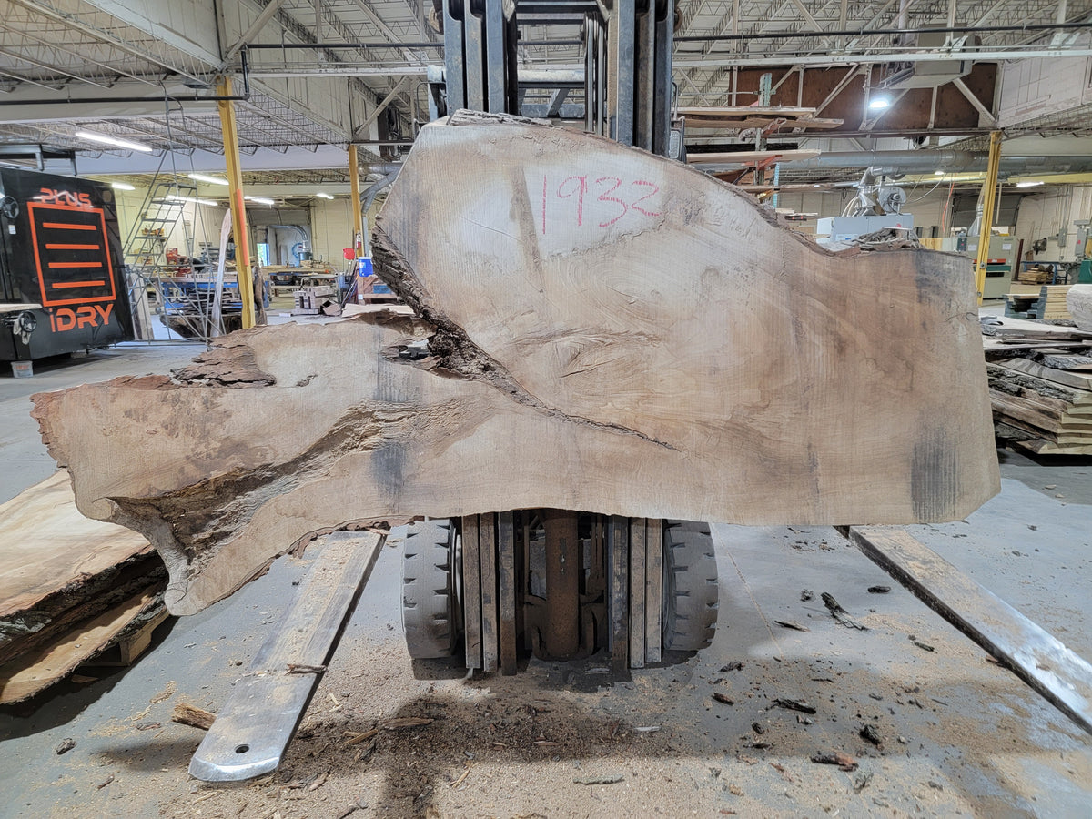 Silver Maple (1932) 60&quot; L x 24-41&quot; W x 3&quot; T