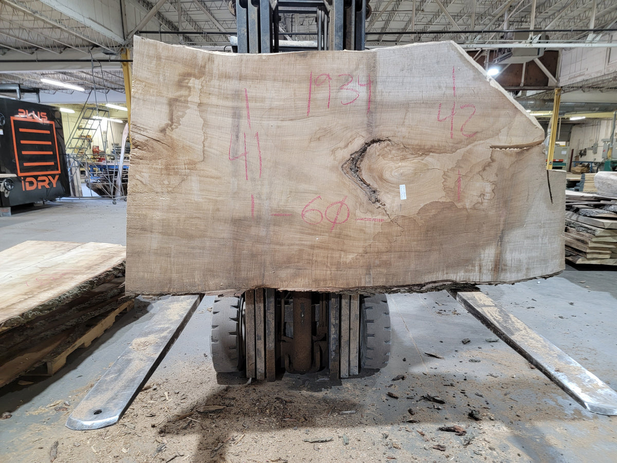Silver Maple (1934) 60&quot; L x 41-42&quot; W x 3&quot; T