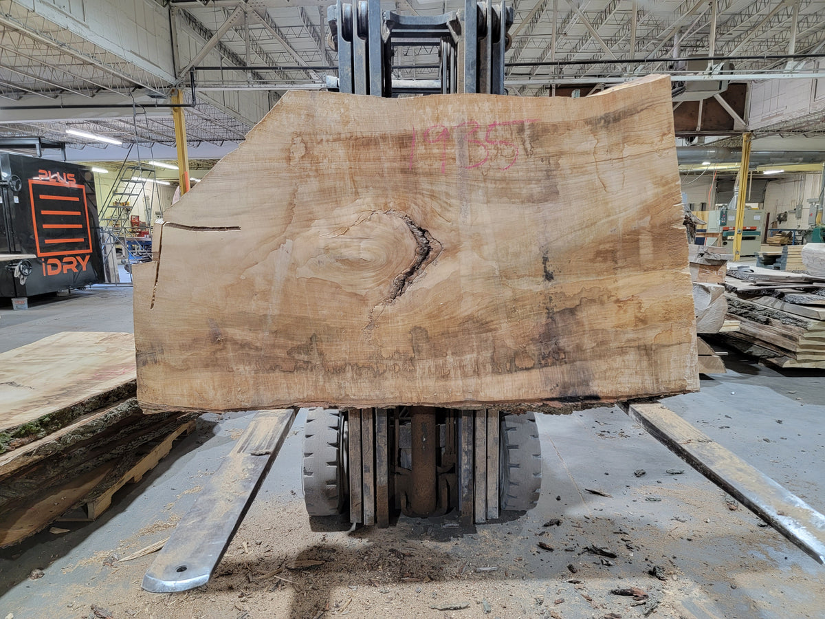 Silver Maple (1935) 55&quot; L x 37-42&quot; W x 3&quot; T