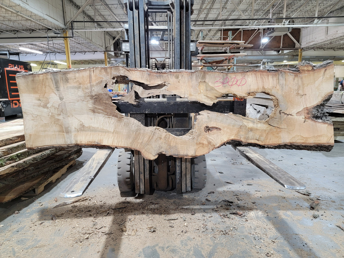 Sugar Maple (3000) 114&quot; L x 29-35&quot; W x 2.5&quot; T