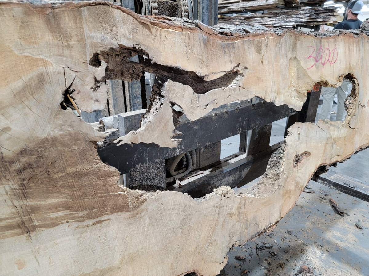 Sugar Maple (3000) 114&quot; L x 29-35&quot; W x 2.5&quot; T