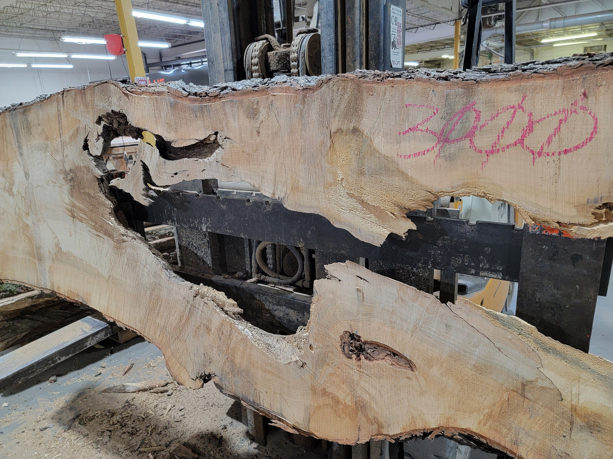 Sugar Maple (3000) 114&quot; L x 29-35&quot; W x 2.5&quot; T