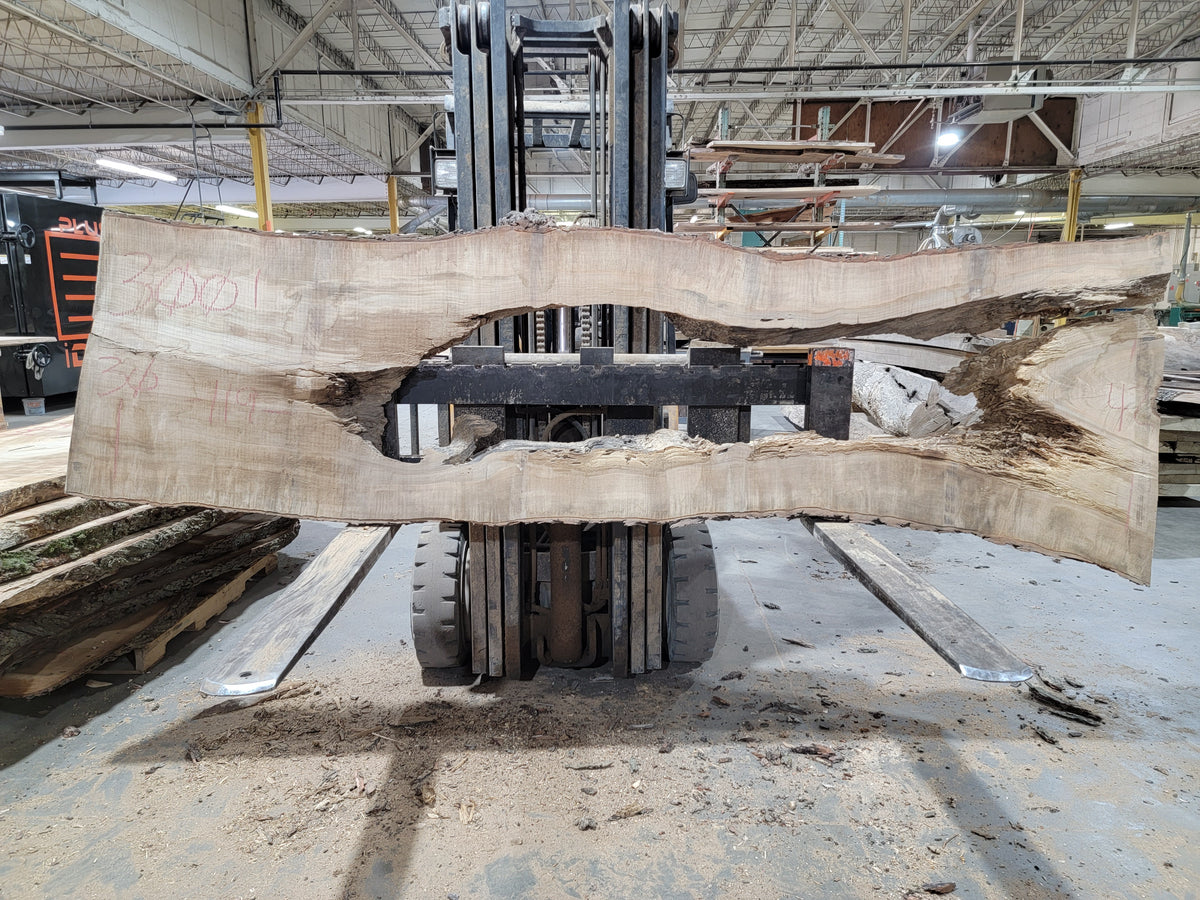 Sugar Maple (3003) 120&quot; L x 30-36&quot; W x 2.75&quot; T