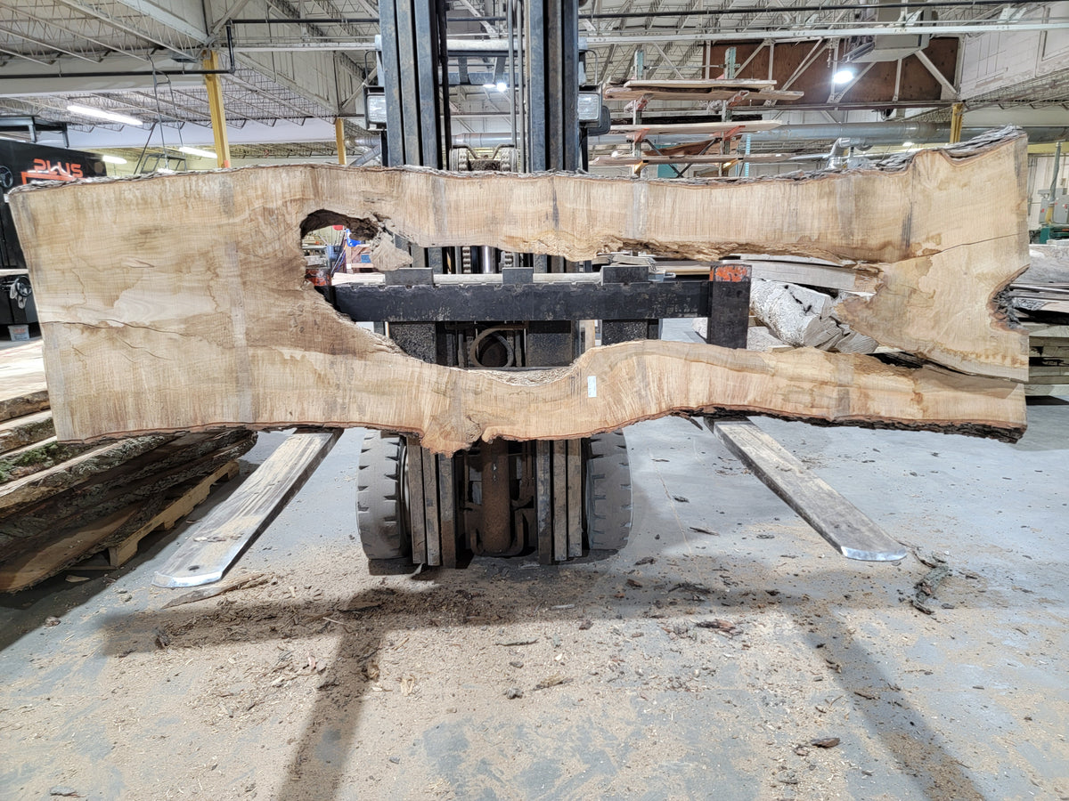 Sugar Maple (3001) 119&quot; L x 30-41&quot; W x 3&quot; T