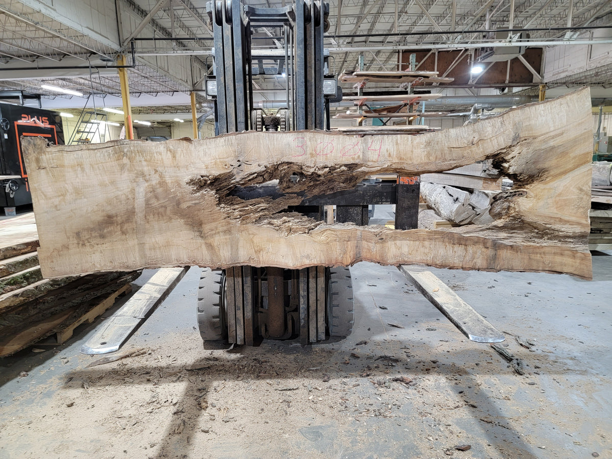 Sugar Maple (3004) 116&quot; L x 26-38&quot; W x 3&quot; T
