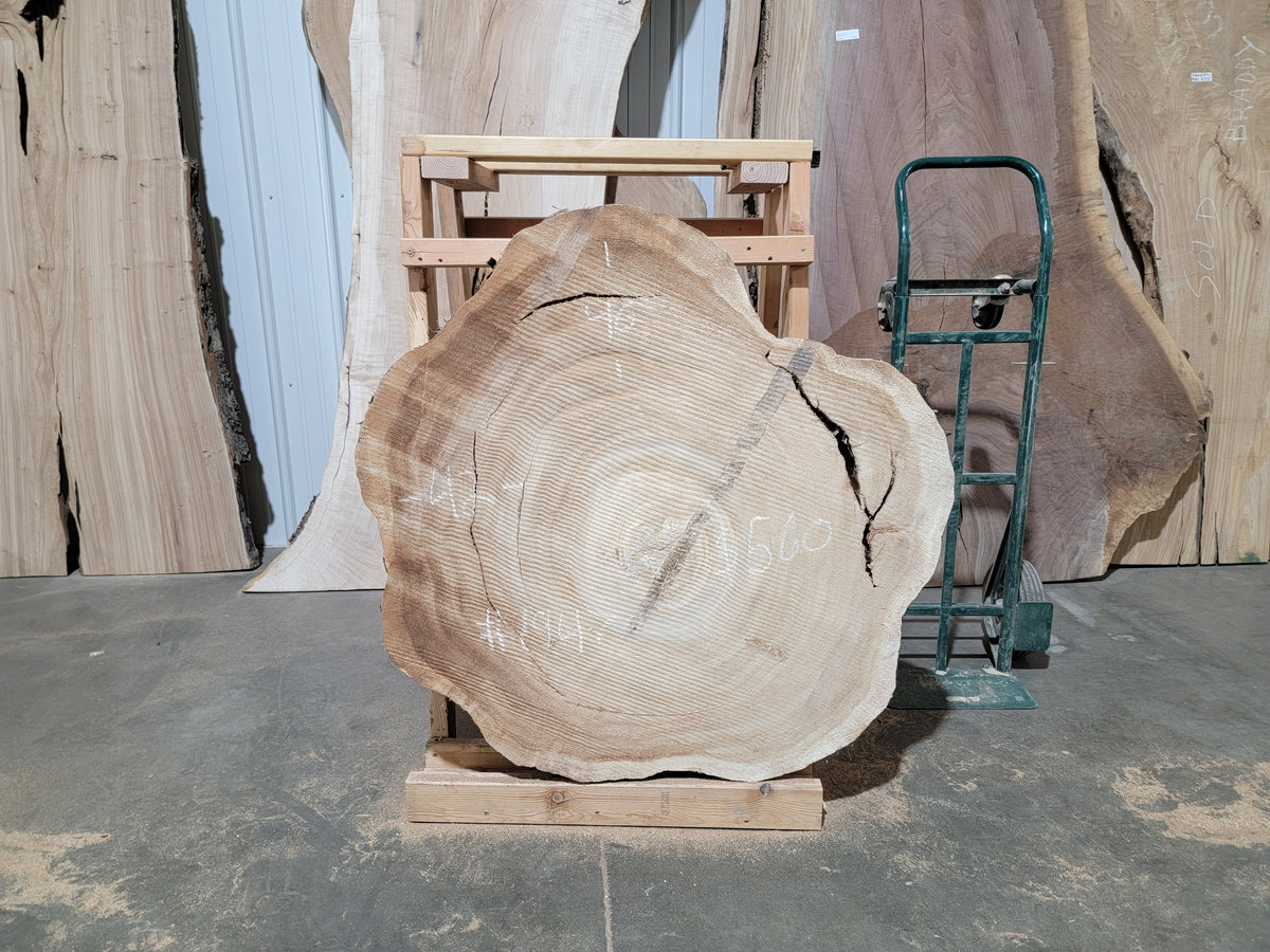 Cottonwood (1947)  42” L x 40” W x 4” T