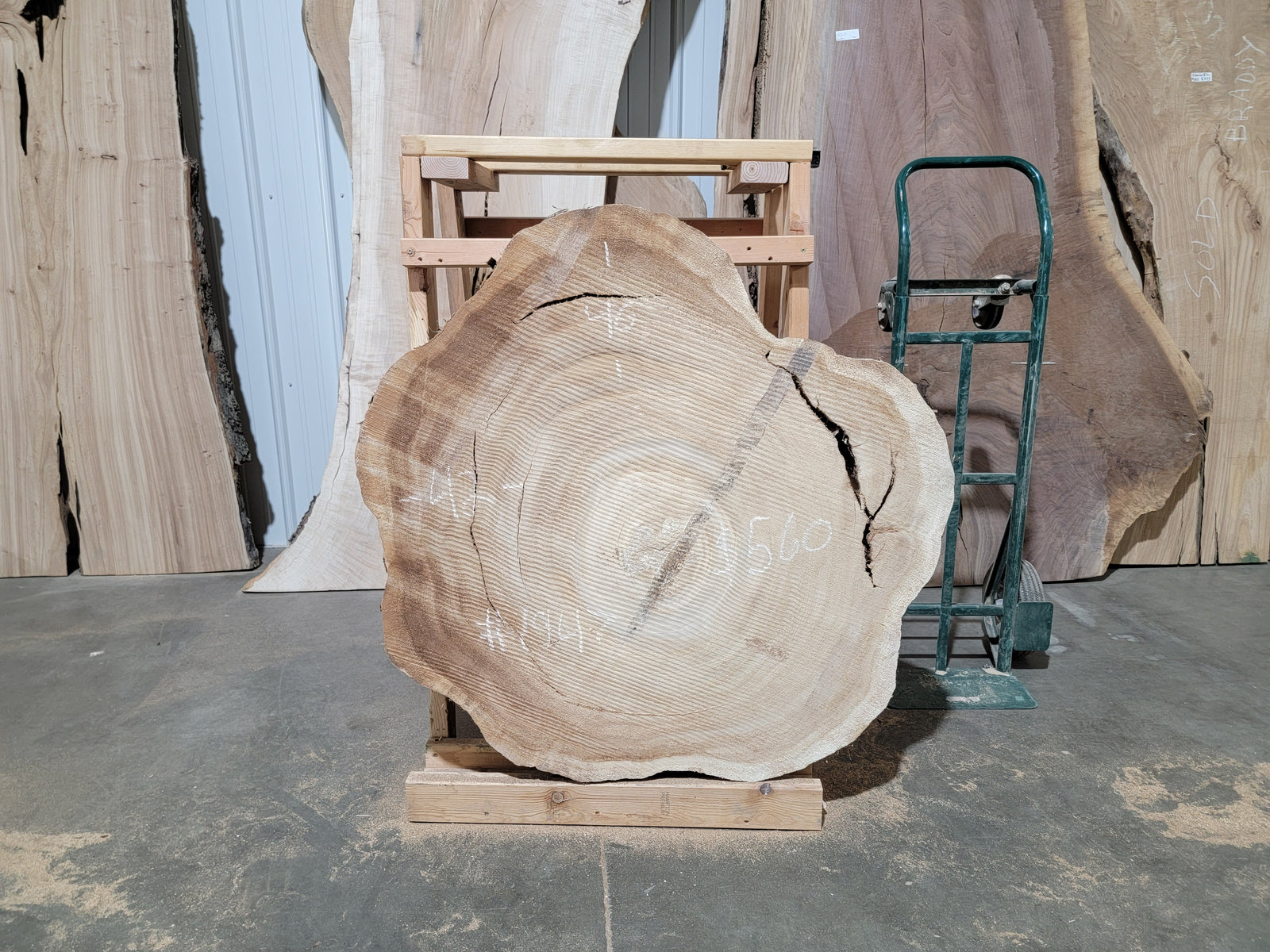 Cottonwood (1947)  42” L x 40” W x 4” T