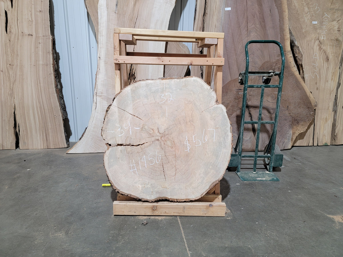 Maple Crosscut (1956)  34” L x 32” W x 4” T
