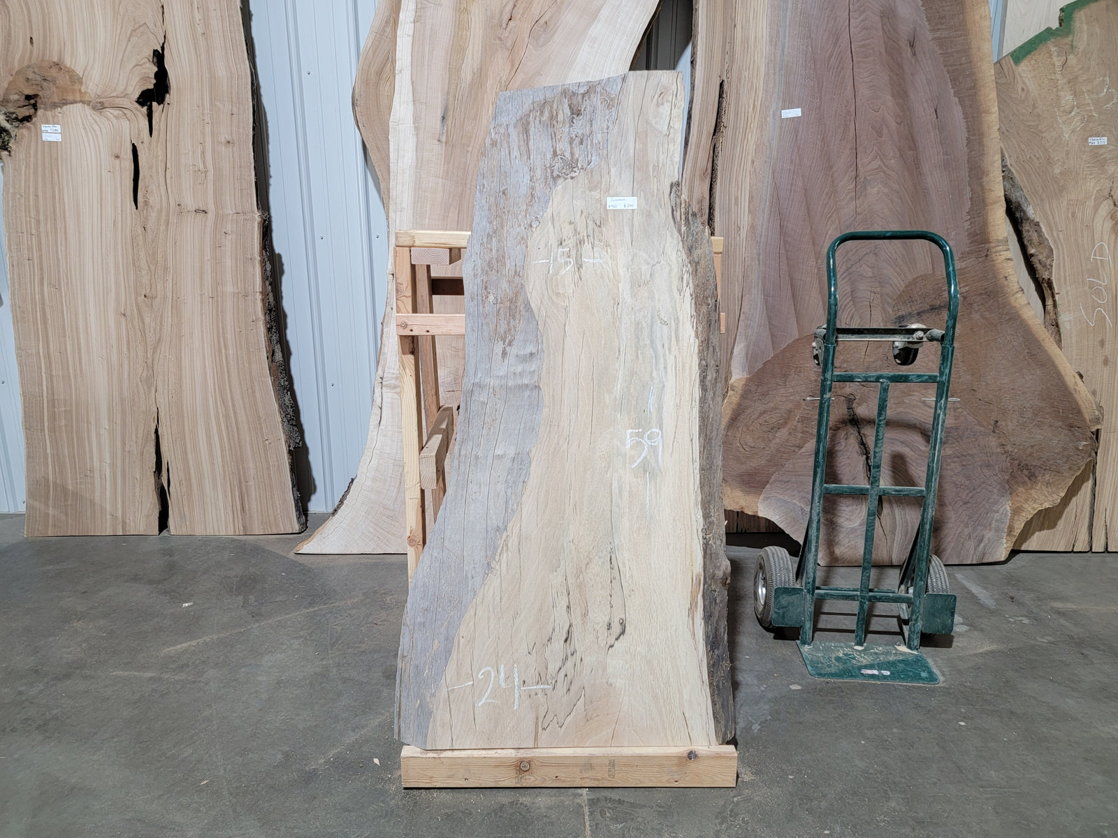 Sycamore  (1960)  59” L x 15-24” W x 2” T