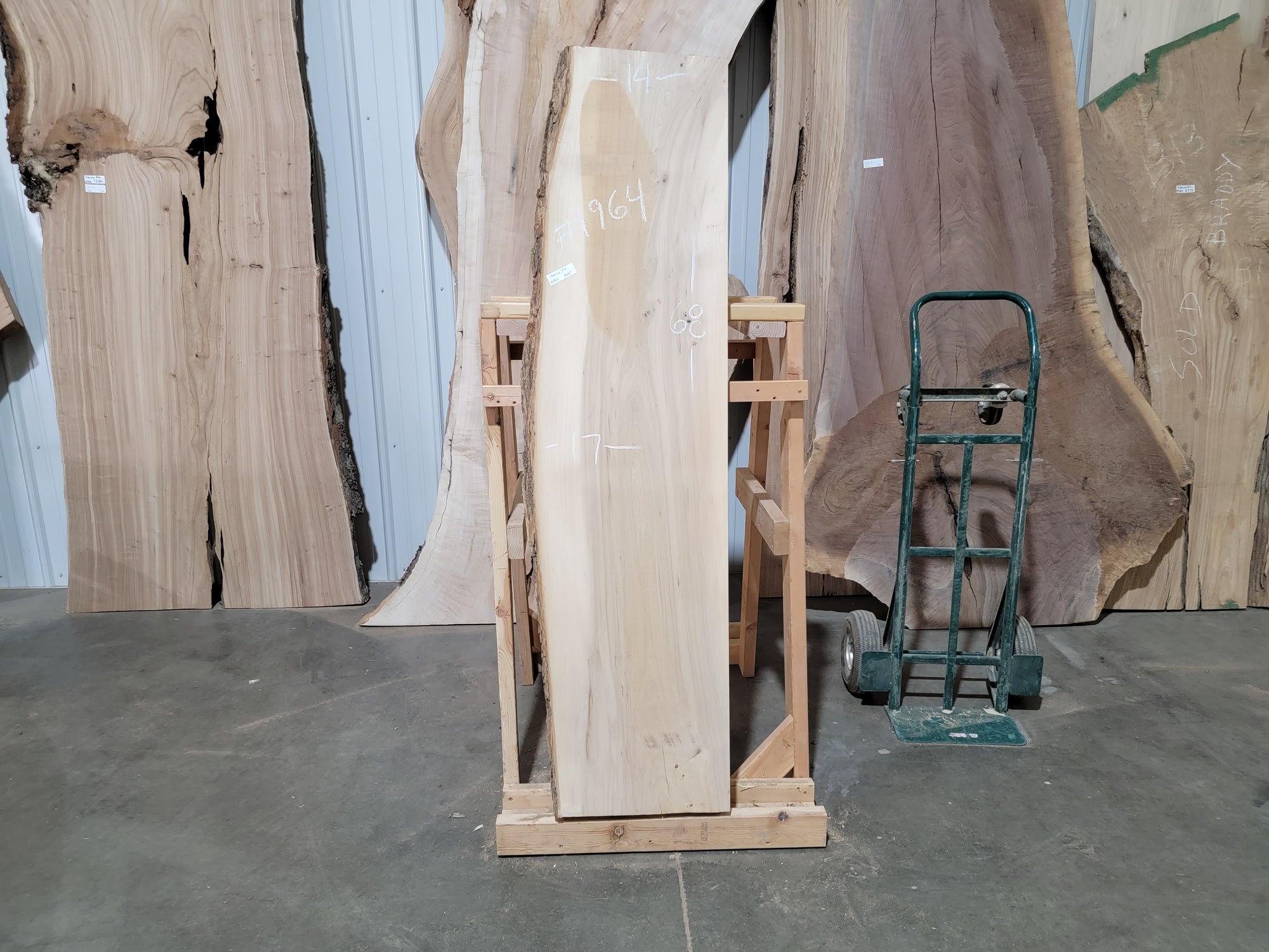 American Elm (1964)  68” L x 14-17” W x 2” T