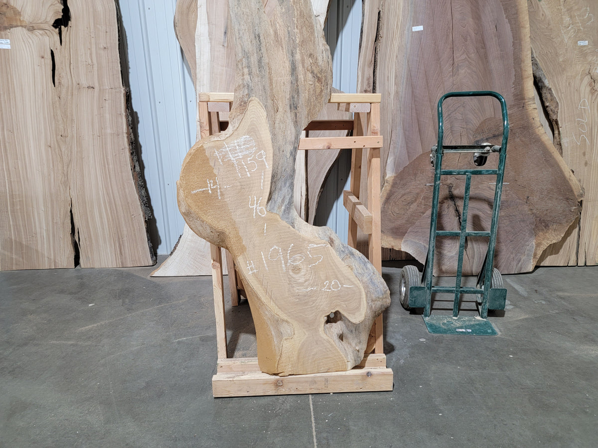 Siberian Elm (1965)  46” L x 14-20” W x 2.25” T