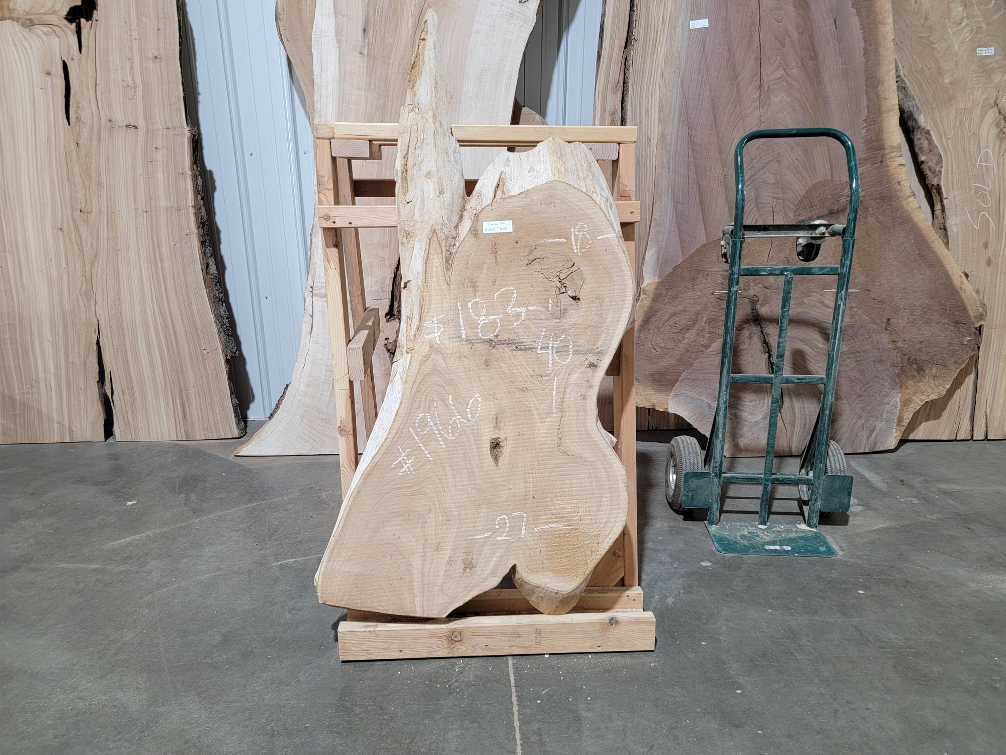 Siberian Elm (1966)  40” L x 18-27” W x 2.25” T