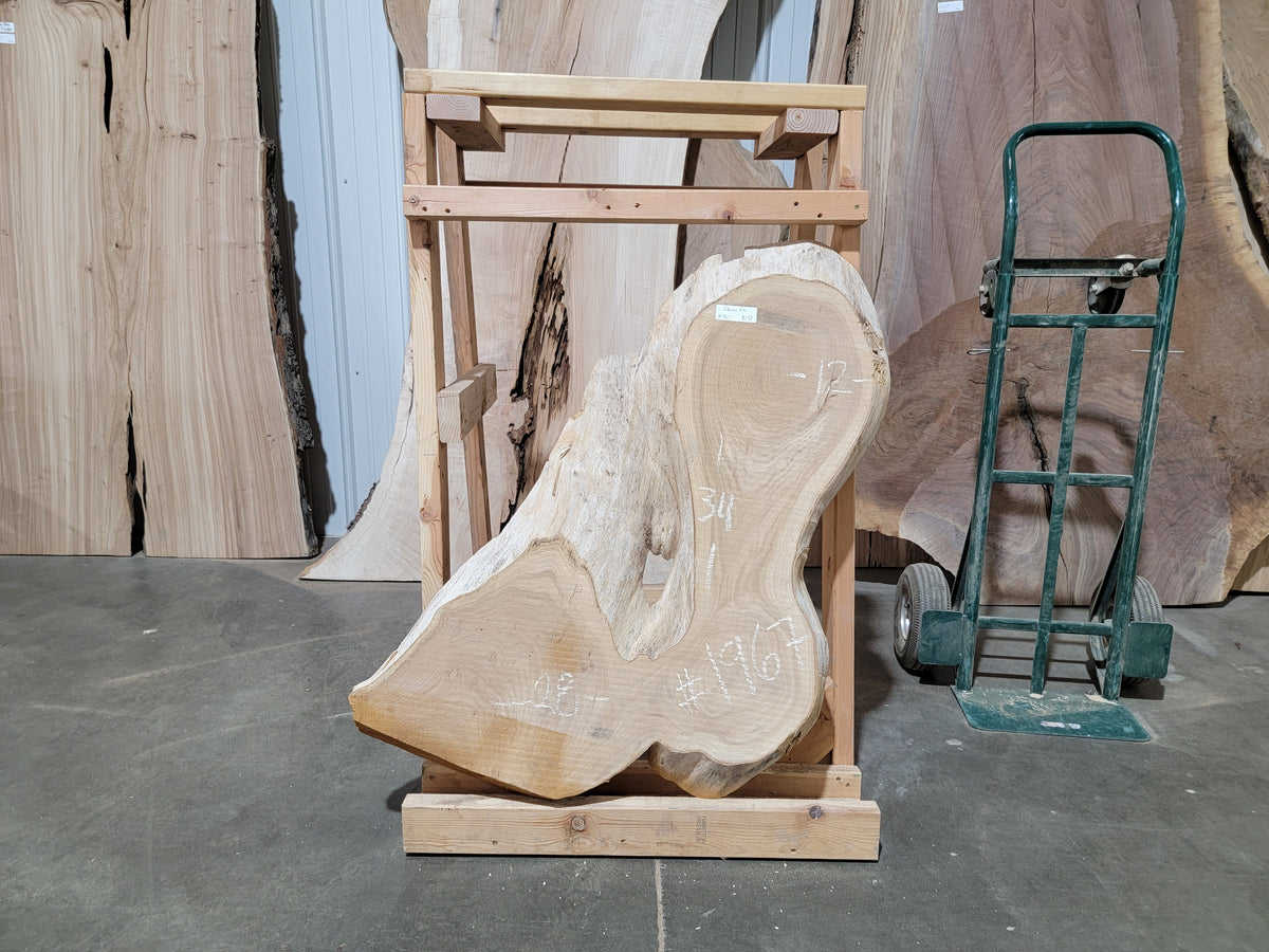 Siberian Elm (1967)  34” L x 12-28” W x 2.25” T