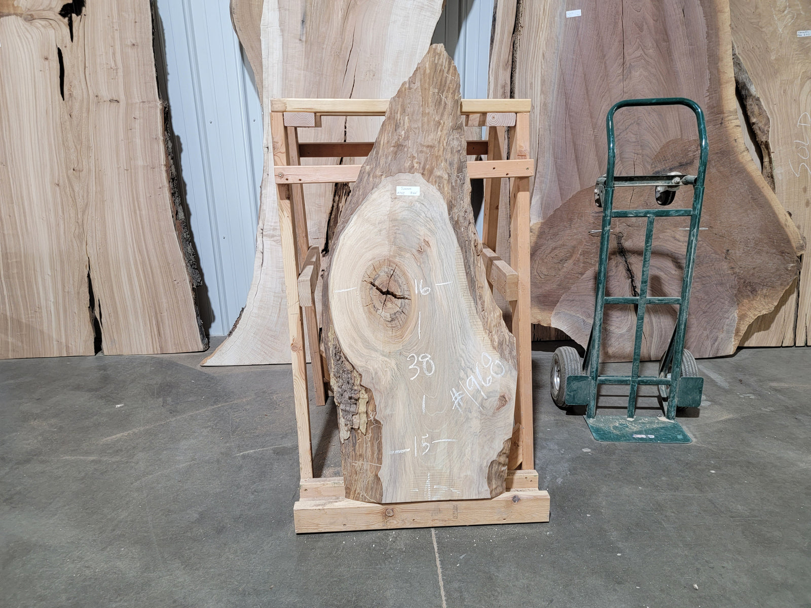 Sycamore (1968)  38” L x 15-16” W x 2.5” T