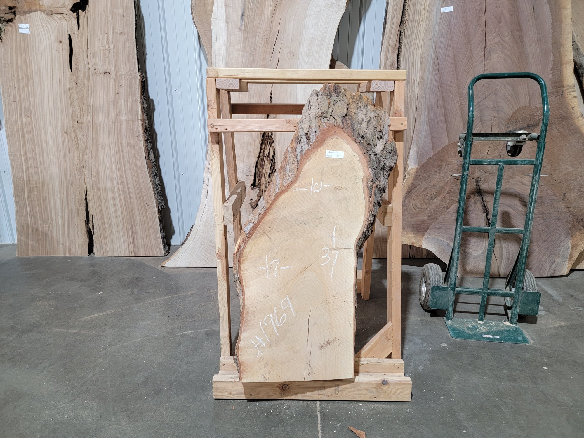 American Elm (1969)  37” L x 10-17” W x 2” T